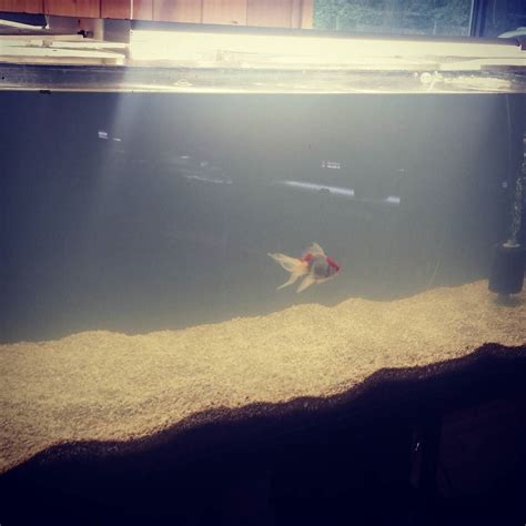 240gallon tank. 1 goldfish enjoying its mansion for now. #goldfish #goldfishunion #goldfishes