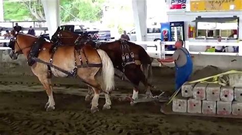 Strong Horse Team Pulling 3400 lb. Video (Part-6) - YouTube