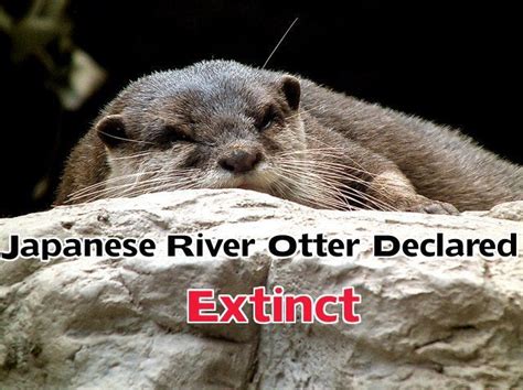 Japanese River Otter is Now Officially Extinct: RIP Lutra lutra ...