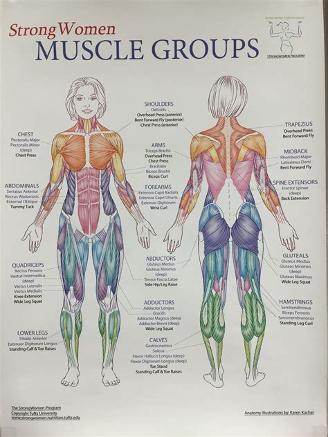 Pin by Yury Romero on Massage Ahhhh | Human body anatomy, Muscle anatomy, Medical anatomy