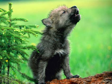 White Wolf : 15 Photos Of Adorable Howling Wolf Pups Will Make Your Day