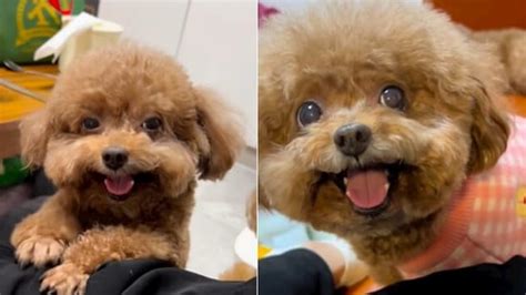 ‘World’s happiest dogs’: Poodles go viral for their adorable smiles ...