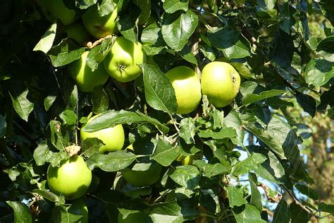 Free photo: apple, apple tree, fruit, autumn, green apple, tree | Hippopx