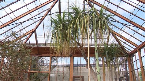 Giant plant flowers for the first time at Cambridge Botanic Garden | ITV News Anglia