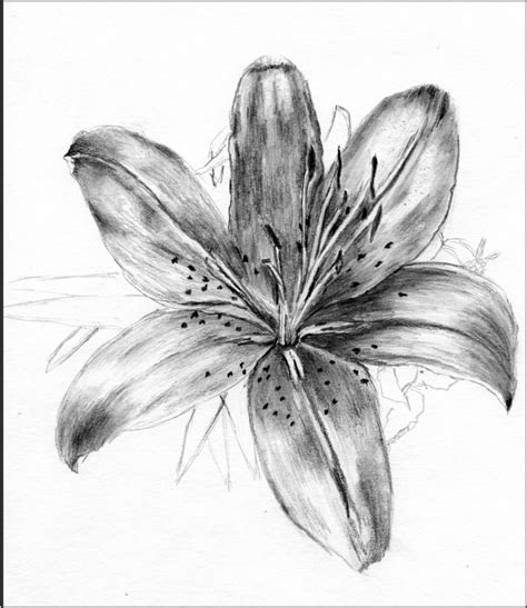 Daylily by barbara gulotta | Artwork Archive