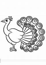Coloring Pages Of Peacock sketch template