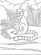 Lemur Coloring Sheets Pages sketch template