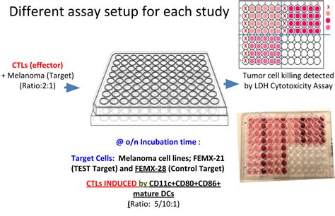 Cytotoxicity assays/ - Morpheus Biolabs