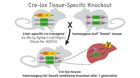 Cre Lox Breeding for Beginners, Part 1 | JAX Mice and Clinical Research Services