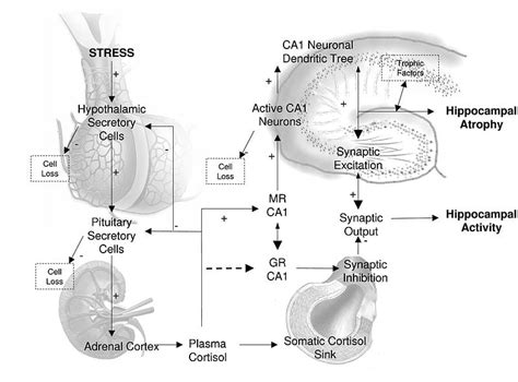 stress cortisol hpa axis - Neuroscience News