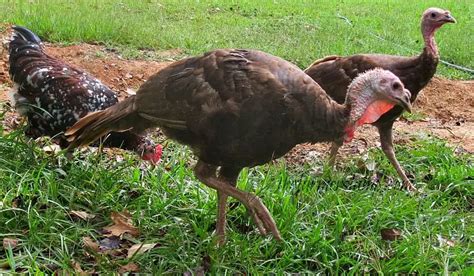 Raising Heritage Breed Chocolate Turkeys | The Farmer's Lamp