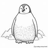 Penguin Coloring Pages For Adults  Free & Printable sketch template
