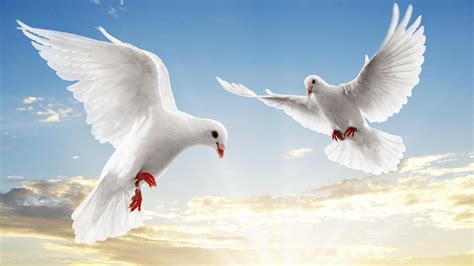 Free photo: White Bird Flying - Animal, Bird, Flight - Free Download - Jooinn