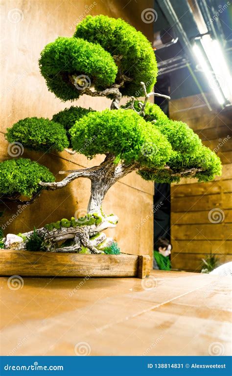 Indoor bonsai tree stock image. Image of isolated, chinese - 138814831