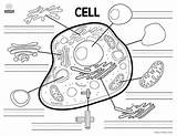 Animal Cell Diagram Coloring Sheet sketch template