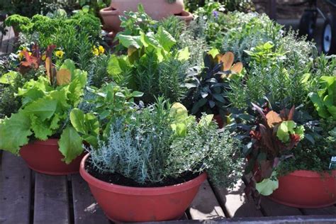 Growing Herbs in Pots - Instructions and Tips