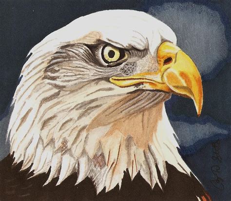 Bald Eagle Drawing by Cory Still