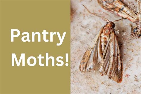 What Attracts Pantry Moths: Facts and Prevention Tips – Home Clean Expert