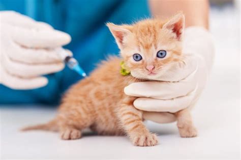 Everything You Need To Know About Cat Vaccinations | Great Pet Care