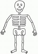 Human Skeleton Bones Worksheet Sketch Coloring Page sketch template