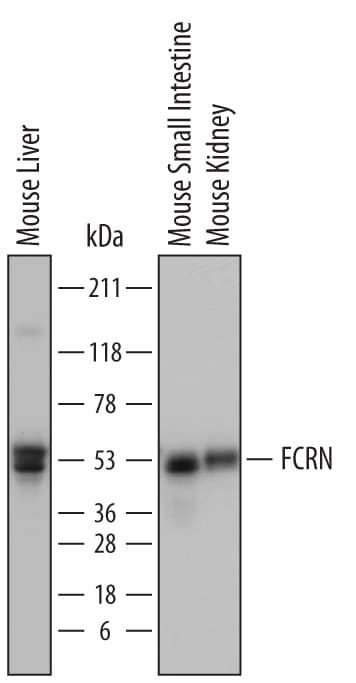 Anti-Mouse FCRN Antibody AF6775: R&D Systems