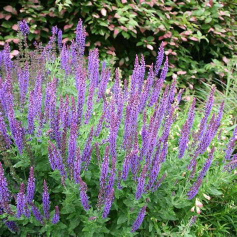 Buy sage (syn. Salvia May Night) Salvia × sylvestris Mainacht: £9.99 ...