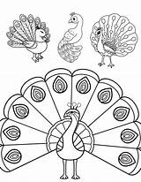 Perfect Peacock Coloring Pages For Kids And Adults sketch template