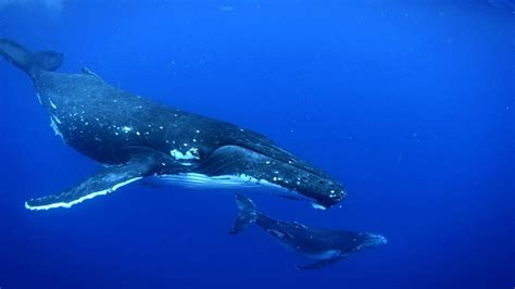 Unraveling The Tapestry Of The Atlantic: A Journey Through Humpback ...