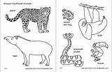 Amazon Jungle Or Rainforest Animals  Free Printable Templates sketch template