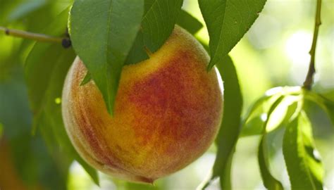 Peach Tree Varieties: 30 Types of Peaches for Home Gardeners