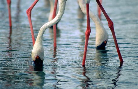 Flamingos feeding by Karuma1970 | ePHOTOzine