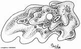 Protist Amoeba Drawing Protists Amoebas Protozoan Protozoa Sarcodina  sketch template