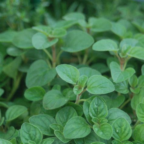 Greek Oregano Plant | Plant Addicts