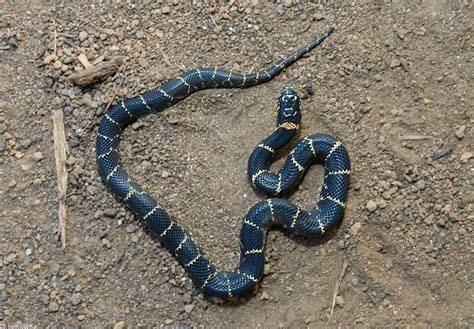 Snakes of around the world: Eastern Kingsnake