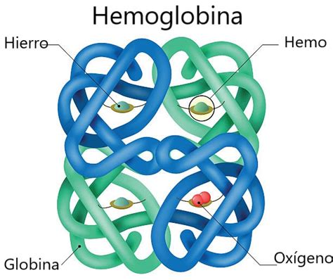 ¿Cuál es la estructura de la hemoglobina? - Homo medicus