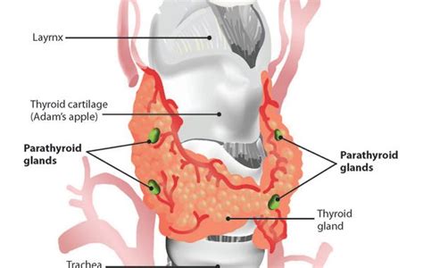 what is Parathyroid gland? - Online Biology Notes