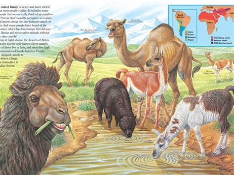 Zoobooks Archives - Page 2 of 6 - NWF | Ranger Rick