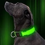 The Best LED Dog Collar - Your Dog Advisor