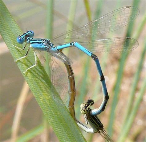 Double-striped Bluet (Enallagma basidens) | 3 July 08. Lake … | Flickr