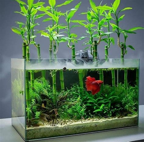 6 Inch Lucky Bamboo dracaena Sanderianaeasy Live Aquarium - Etsy in 2022 | Fish tank plants ...