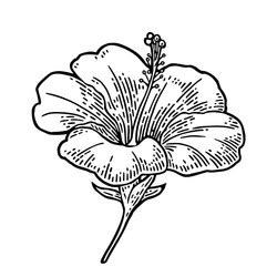 Hibiscus flower drawing Royalty Free Vector Image