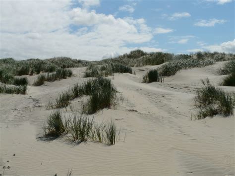 Marram Grass - Dynamic Dunescapes