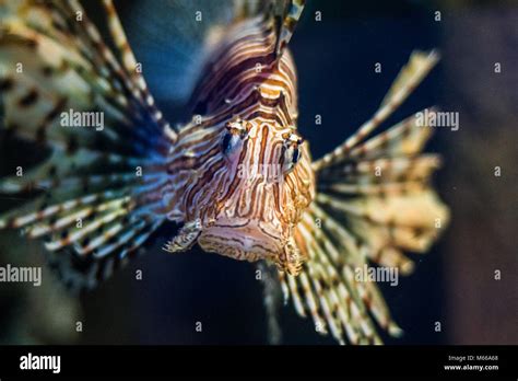 Malta National Aquarium, Malta, Europe Stock Photo - Alamy