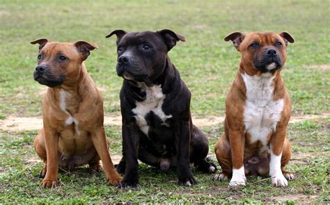 Types of Pitbulls: 4 Different Types of Pitbull Dogs - K9 Web