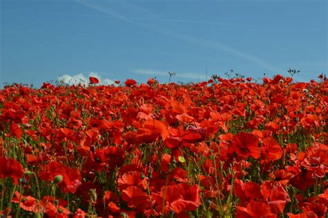 Poppy Field | Hi guys, If you would like to use any pictures… | Flickr