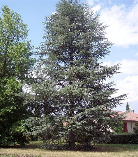 CEDRUS atlantica Glauca / CEDRE DE L'ATLAS BLEU