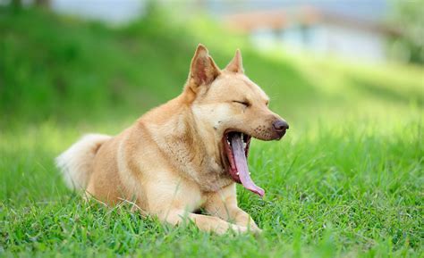 Why Do Dogs Yawn?