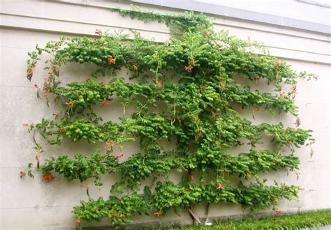 Espalier pruning has artistic and practical benefits