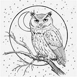 Coloring Nocturnal Animals Pages Book Colorful PNG  sketch template
