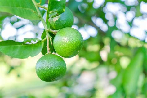 Spanish Lime Tree Care: Everything You Need to Know